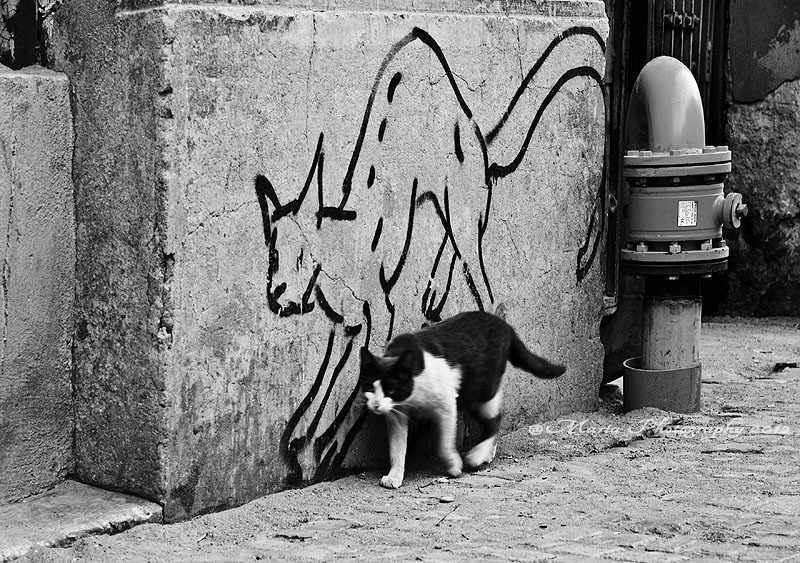 Street Art Cats