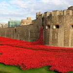 Armistice-Day-in-2018-888246-ceramic-poppies-poured-like3