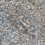 Stone-Pebble-Portraits-by-land-artist-Justin-Bateman-in-Bangkok-Thailand-6-George-Washingstone