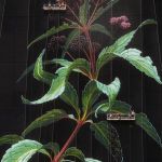 Mural-by-Mona-Caron-of-wild-plant-flower-Joe-Pye-weed-in-Jersey-City-New-Jersey-New-York-USA-5