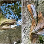 Street-Art-by-Syd-from-The-Stencil-Shed-Malmesbury-UK-3-When-nature-meets-Spray-Paint-7