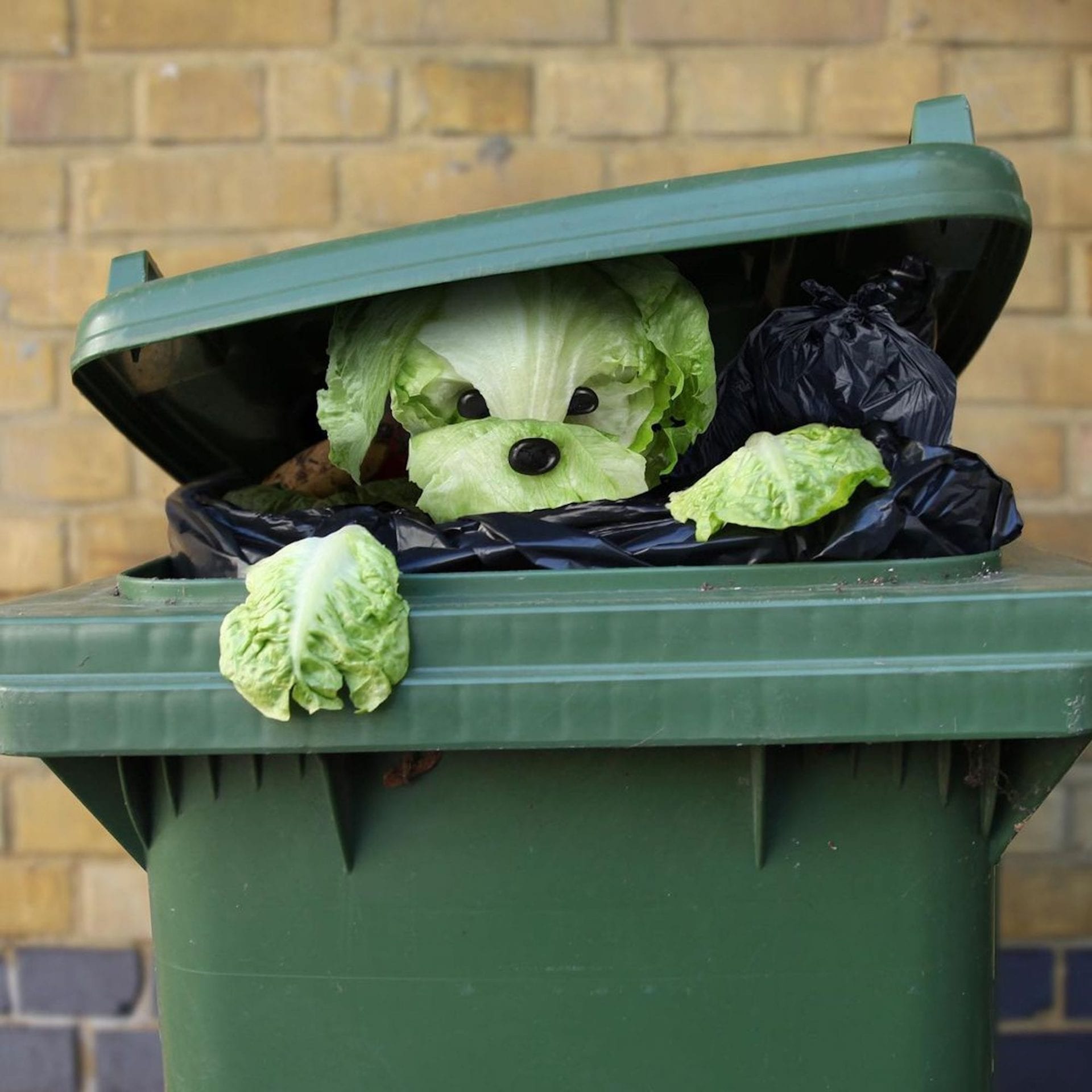 Dog made of salad in the trash bin