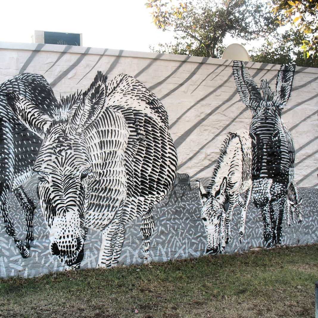 8 pics Donkeys of Makhanda gathered from Hlalani to Sunnyside and