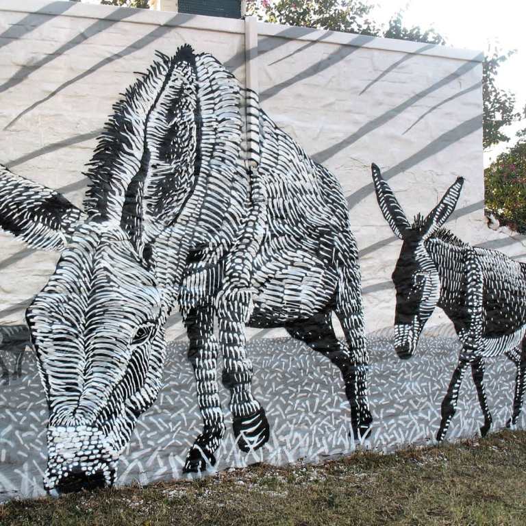 8 pics Donkeys of Makhanda gathered from Hlalani to Sunnyside and