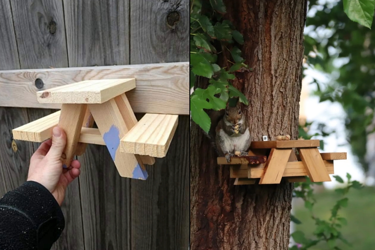 Adorable Squirrel Picnic Table: A Delightful Backyard Attraction (9 Photos)