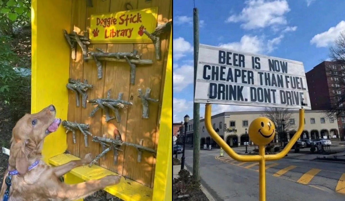 A golden retriever dog interacting with a colorful 'Doggie Stick Library' filled with sticks for dogs to choose from.