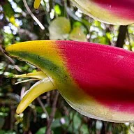 don't look I'm molting